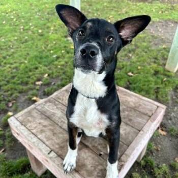 Mixed Breed Dogs Available for Adoption - Scuba Steve | PetCurious