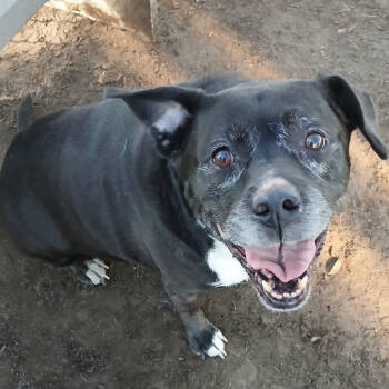 Rescue Pit Bull Terrier and Labrador Retriever Dogs for Adoption in Spokane, Washington - Molly | PetCurious