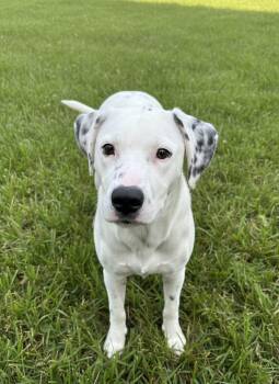 Cooper -  Dalmatian Dog for Adoption in Hillsdale, New York - Cooper | PetCurious