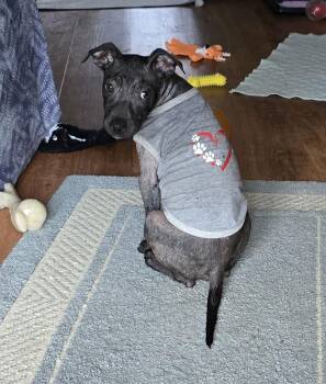 Mixed Breed Dogs Available for Adoption - Shoelace | PetCurious