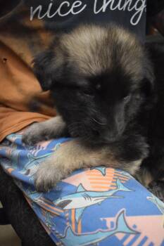 German Shepherd Dog and Mixed Breed Dogs Available for Adoption - Joeger (L552 P3) | PetCurious