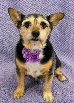 Pippa -  Terrier Dog for Adoption in Lodi, California - Pippa | PetCurious