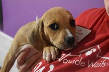 Gerbil -  Mixed Breed Dog for Adoption in Kansas City, Missouri - Gerbil | PetCurious