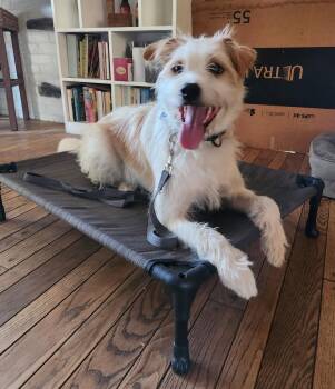 Ringo -  Border Terrier and Wheaten Terrier Dog for Adoption in Orange, California - Ringo | PetCurious