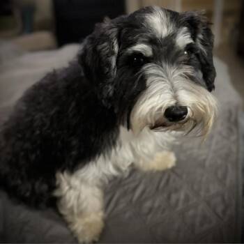 TJ Lucy -  Schnauzer Dog for Adoption in Houston, Texas - TJ Lucy | PetCurious