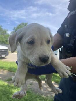 Mixed Breed Dogs Available for Adoption in Dallas, Texas - PUP6 | PetCurious