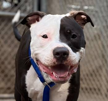 TYSON -  Pit Bull Terrier Dog for Adoption in Woodland, California - TYSON | PetCurious