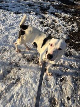 Mixed Breed Dogs Available for Adoption - Shelby | PetCurious