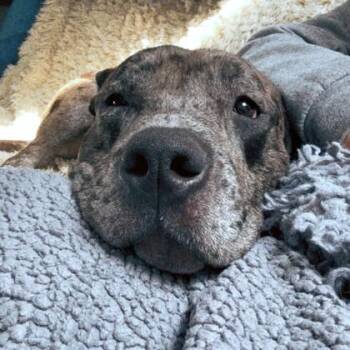 Mixed Breed Dogs Available for Adoption - Eclipse | PetCurious