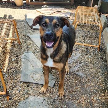 Weaver -  Mixed Breed Dog for Adoption in Boaz, Alabama - Weaver | PetCurious