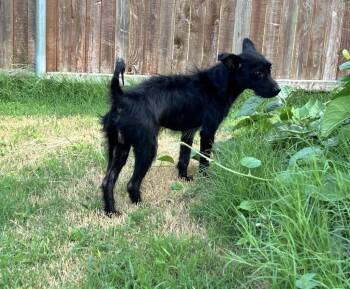 Chico -  Terrier Dog for Adoption in Houston, Texas - Chico | PetCurious