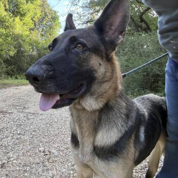 Linda -  German Shepherd Dog Dog for Adoption in Caldwell, Texas - Linda | PetCurious