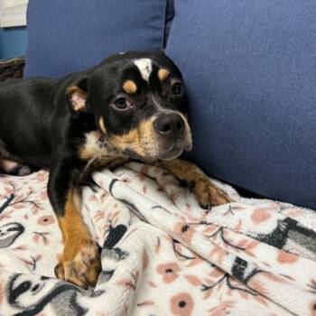 Brooklyn -  Pit Bull Terrier Dog for Adoption in Sunderland, Maryland - Brooklyn | PetCurious