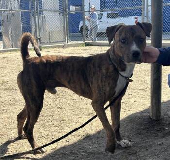 Tigger - URGENT -  Pit Bull Terrier Dog for Adoption in Thousand Oaks, California - Tigger - URGENT | PetCurious