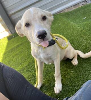 Rescue Labrador Retriever Dogs for Adoption in Harlingen, Texas - Harley | PetCurious
