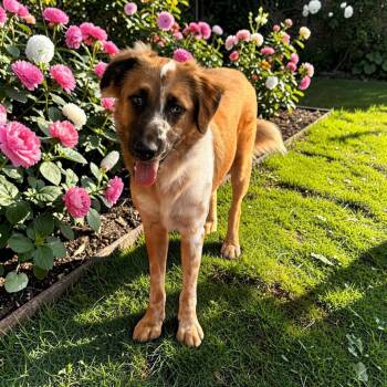 Baron -  Australian Shepherd Dog for Adoption in La Feria, Texas - Baron | PetCurious