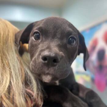 Scout -  Pit Bull Terrier and American Bulldog Dog for Adoption in Pinellas Park, Florida - Scout | PetCurious