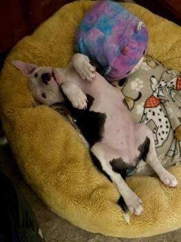 Mixed Breed Dogs Available for Adoption - Cookie | PetCurious