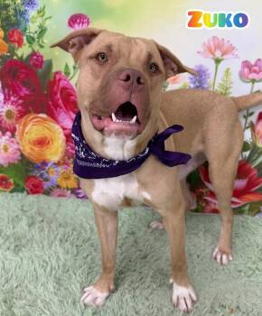 Mixed Breed Dogs Available for Adoption in Flint, Michigan - Zuko | PetCurious