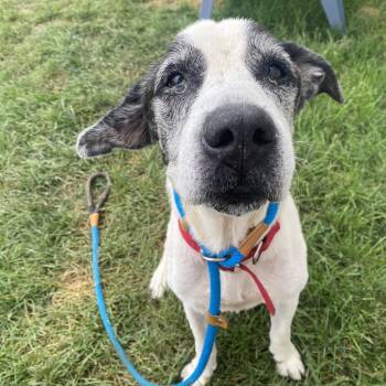 Lars -  Pit Bull Terrier and Mixed Breed Dog for Adoption in Spring Hill, Kansas - Lars | PetCurious