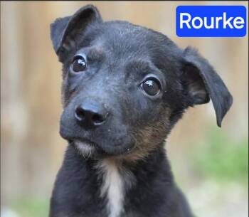 German Shepherd Dog Dogs Available for Adoption in Greeneville, Tennessee - Rourke (PUPPY) | PetCurious