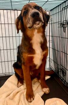 Tobin -  Mixed Breed Dog for Adoption in Douglasville, Georgia - Tobin | PetCurious