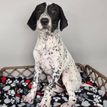 DVA -  Dalmatian and Great Pyrenees Dog for Adoption in Fort Wayne, Indiana - DVA | PetCurious