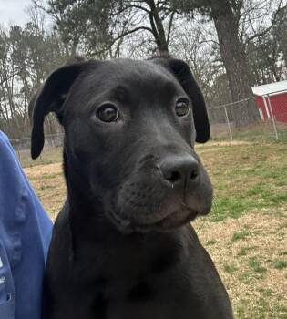 Labrador Retriever Dogs Available for Adoption - Spark Plug Big Rig | PetCurious