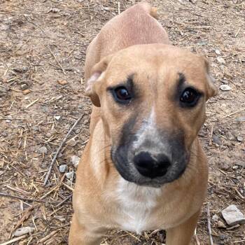 American Foxhound and Hound Dogs Available for Adoption - Timber Twinkle | PetCurious