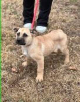 Mixed Breed Dogs Available for Adoption - Po | PetCurious