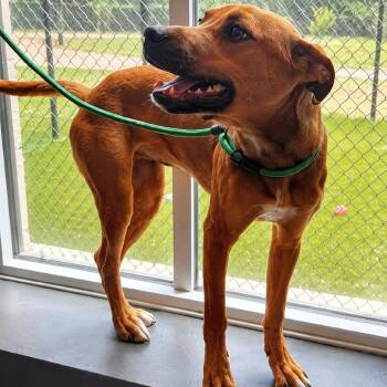 Rue -  Terrier and Mixed Breed Dog for Adoption in Pinellas Park, Florida - Rue | PetCurious