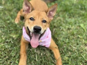 Rescue Mixed Breed Dogs for Adoption in West Chester, Pennsylvania - Urban | PetCurious