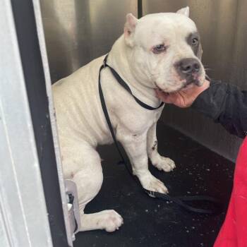 American Staffordshire Terrier Dogs Available for Adoption - DRACO | PetCurious