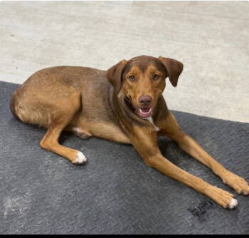 Rescue Retriever Dogs for Adoption in Ocean Township, New Jersey - Sweetie- All Love, All The Time | PetCurious