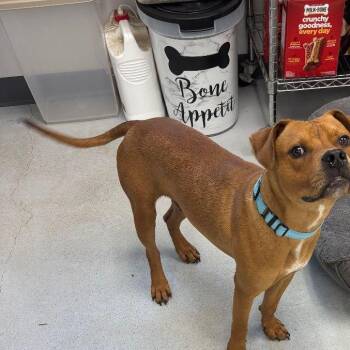 Q-Bert -  Labrador Retriever Dog for Adoption in Penns Grove, New Jersey - Q-Bert | PetCurious