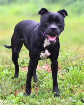 REMA -  Staffordshire Bull Terrier and Mixed Breed Dog for Adoption in Hagerstown, Maryland - REMA | PetCurious