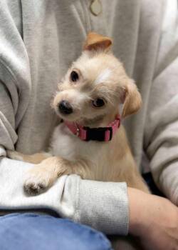 Chihuahua and Border Terrier Dogs Available for Adoption in West Richland, Washington - Omega | PetCurious