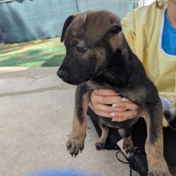 Spider Man -  Mixed Breed Dog for Adoption - Spider Man | PetCurious