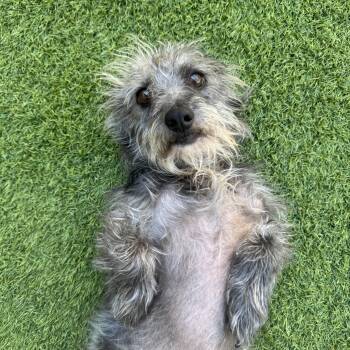 Mixed Breed Dogs Available for Adoption in Las Vegas, Nevada - Benny | PetCurious
