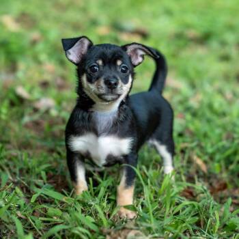 Pudding -  Chihuahua and Mixed Breed Dog for Adoption in Gainesville, Georgia - Pudding | PetCurious