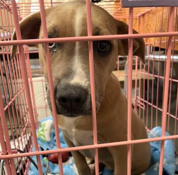 Yertle -  Mixed Breed Dog for Adoption in Parma, Ohio - Yertle | PetCurious