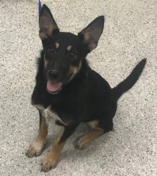 MAPLE -  Labrador Retriever and German Shepherd Dog Dog for Adoption in Conroe, Texas - MAPLE | PetCurious