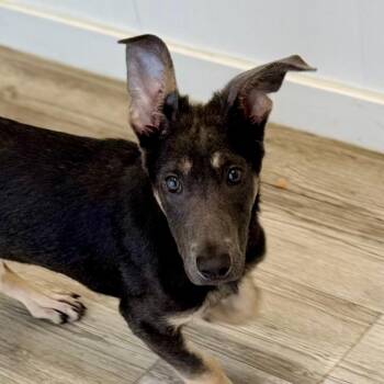Astra -  Australian Kelpie and Mixed Breed Dog for Adoption in Green Bay, Wisconsin - Astra | PetCurious