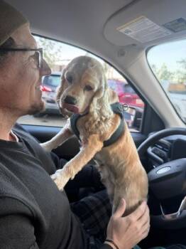 Moxie -  Cocker Spaniel Dog for Adoption in Columbus, Ohio - Moxie | PetCurious