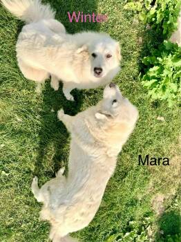 Winter and Mara -  Great Pyrenees Dog for Adoption in Neshkoro, Wisconsin - Winter And Mara | PetCurious