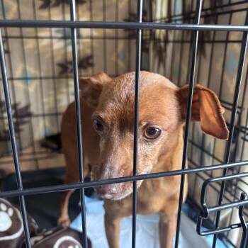 Grandma -  Miniature Pinscher Dog for Adoption in Paoli, Indiana - Grandma | PetCurious