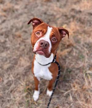 Pit Bull Terrier Dogs Available for Adoption - CRUMB | PetCurious
