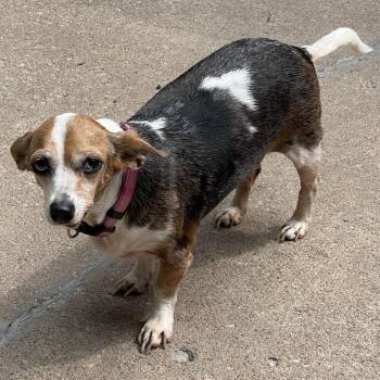 Chihuahua and Mixed Breed Dogs Available for Adoption in Tulsa, Oklahoma - Miracle | PetCurious