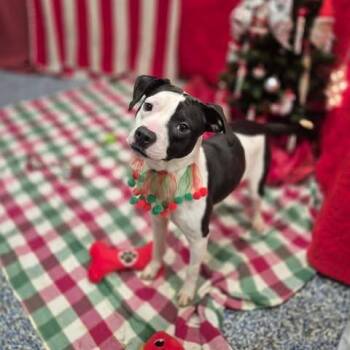 Raisin -  Basset Hound and Pit Bull Terrier Dog for Adoption in Dover, Arkansas - Raisin | PetCurious
