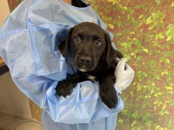Pappy -  Labrador Retriever and Mixed Breed Dog for Adoption in San Antonio, Texas - Pappy | PetCurious